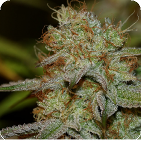 Peyote WiFi Feminised Seeds Peyote WiFi Feminised Seeds